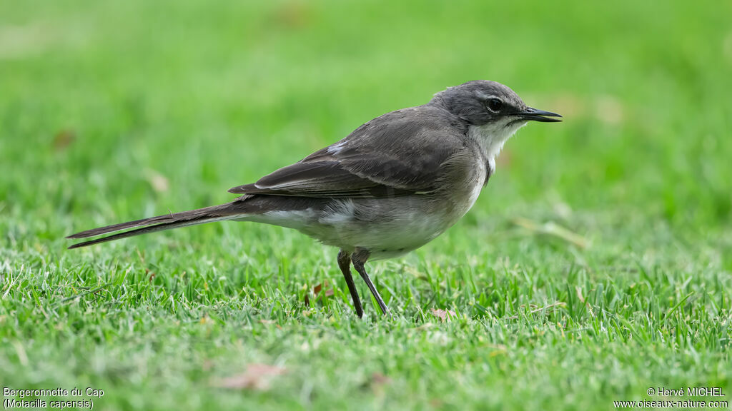 Bergeronnette du Cap