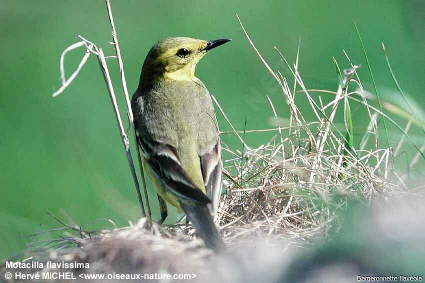 Western Yellow Wagtail (flavissima)