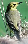 Western Yellow Wagtail (flavissima)