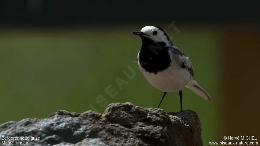 White Wagtail male adult breeding