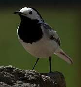 White Wagtail