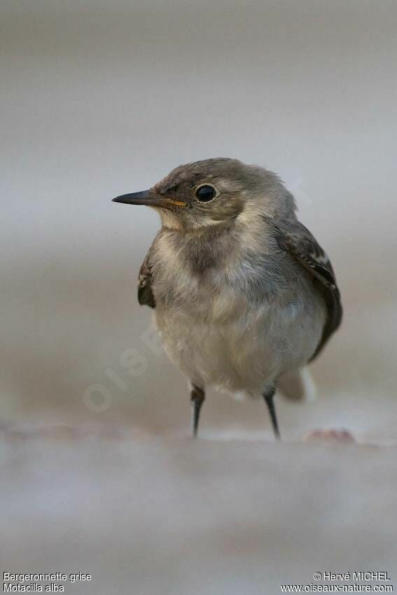 White Wagtailjuvenile