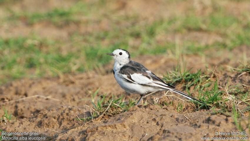 White Wagtailadult