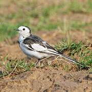 White Wagtail