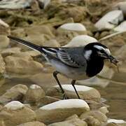 White Wagtail