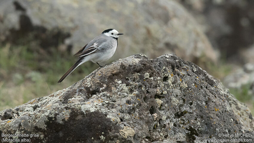 White Wagtail