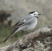 White Wagtail