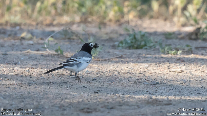 White Wagtailadult breeding