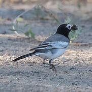 White Wagtail