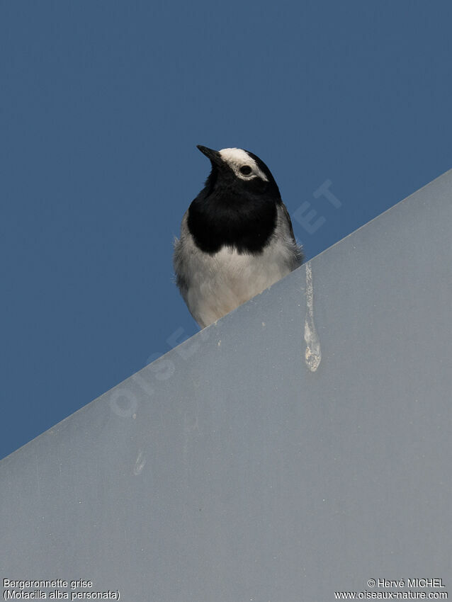 White Wagtailadult breeding