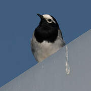 White Wagtail