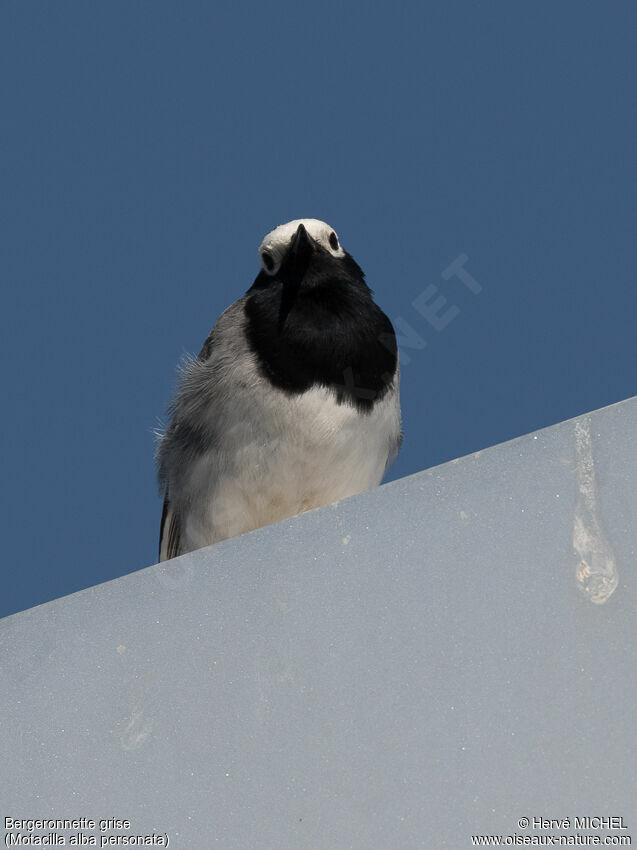 White Wagtailadult breeding