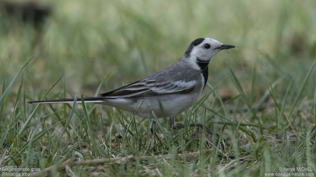 White Wagtail