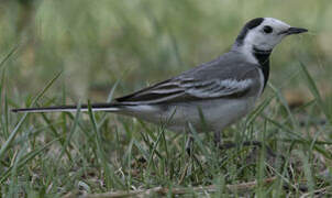 White Wagtail