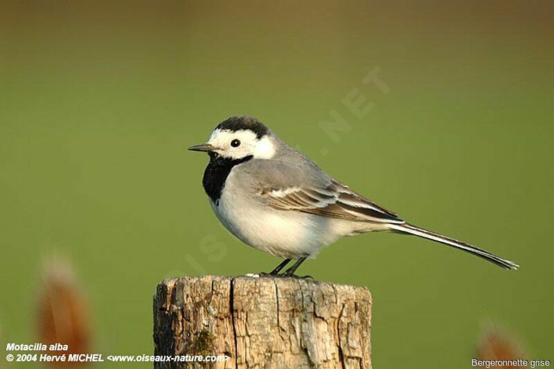 White Wagtailadult breeding