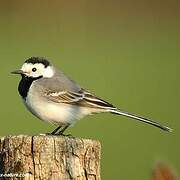 White Wagtail