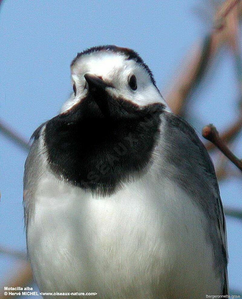 White Wagtail