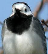 White Wagtail