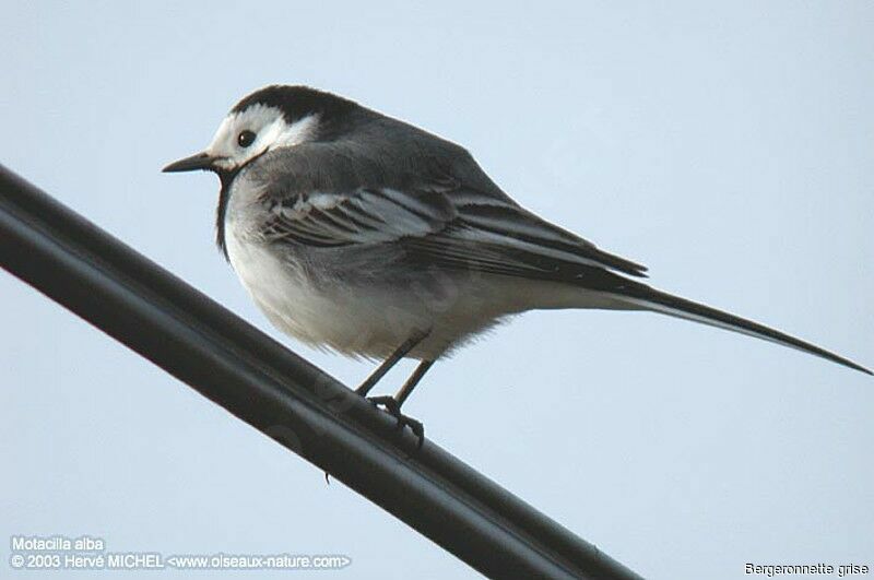 White Wagtail