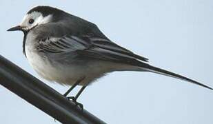 White Wagtail