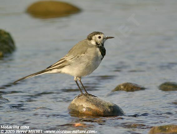 White Wagtail