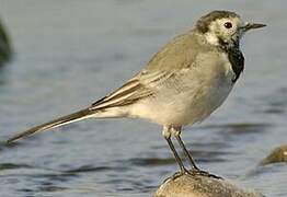 White Wagtail