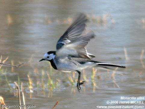 White Wagtailadult