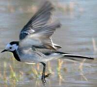 White Wagtail