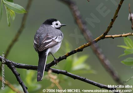 White Wagtailadult breeding