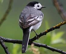 White Wagtail