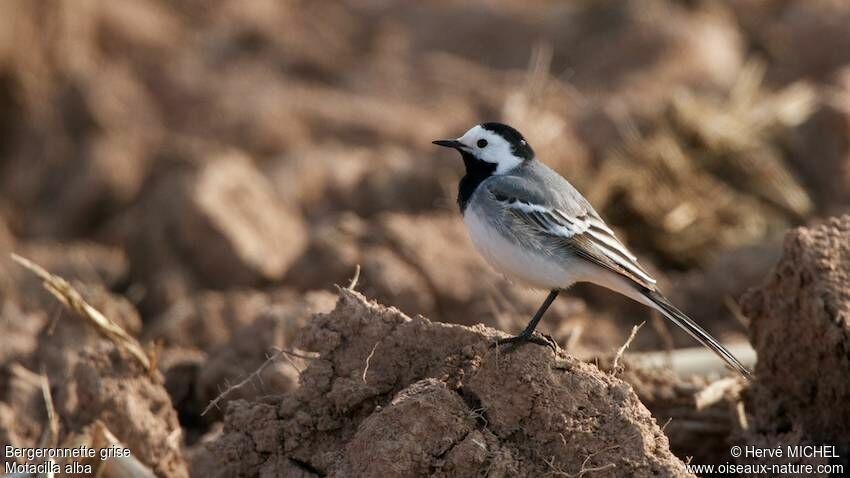 White Wagtail male adult breeding