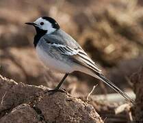 White Wagtail