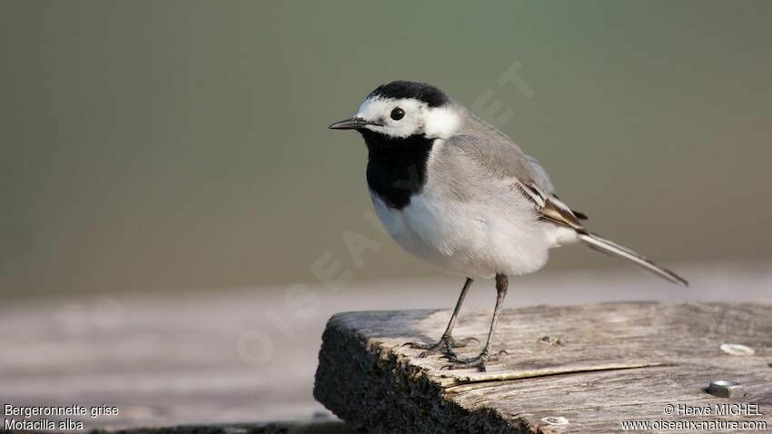 White Wagtail male adult breeding