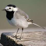 White Wagtail