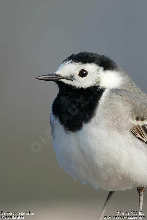 White Wagtail male adult breeding