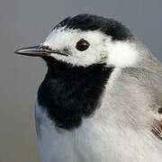 White Wagtail