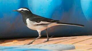 White-browed Wagtail