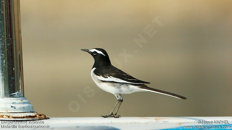 White-browed Wagtailadult breeding