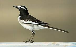 White-browed Wagtail