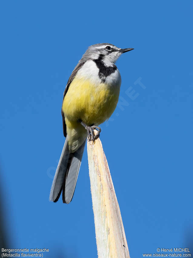 Madagascan Wagtailadult