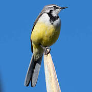 Madagascan Wagtail