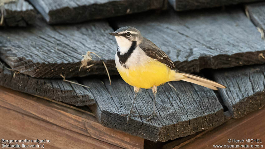 Madagascan Wagtailadult