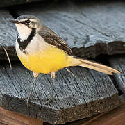 Madagascan Wagtail