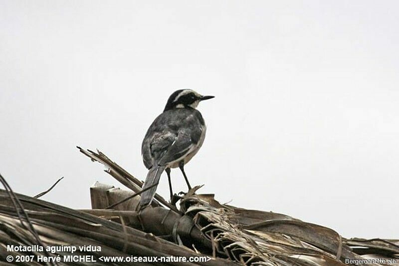 African Pied Wagtailadult