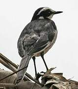 African Pied Wagtail