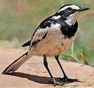 African Pied Wagtail