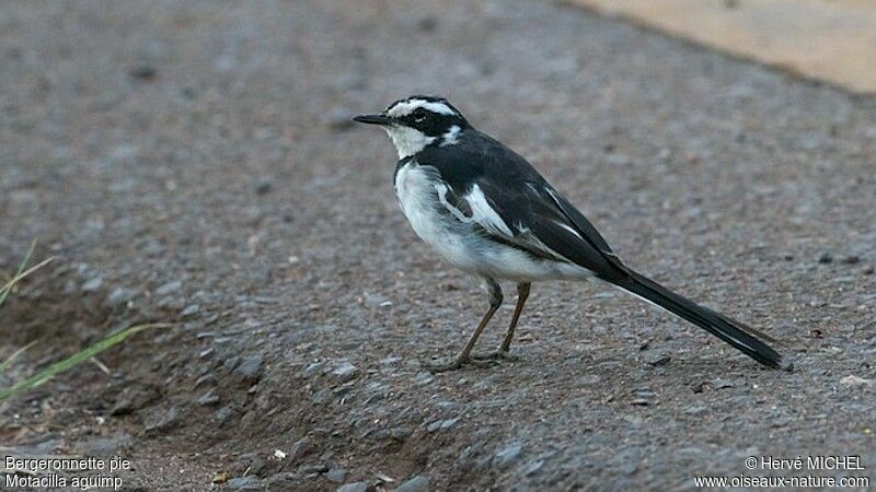 African Pied Wagtail