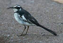 African Pied Wagtail