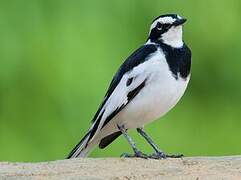 African Pied Wagtail