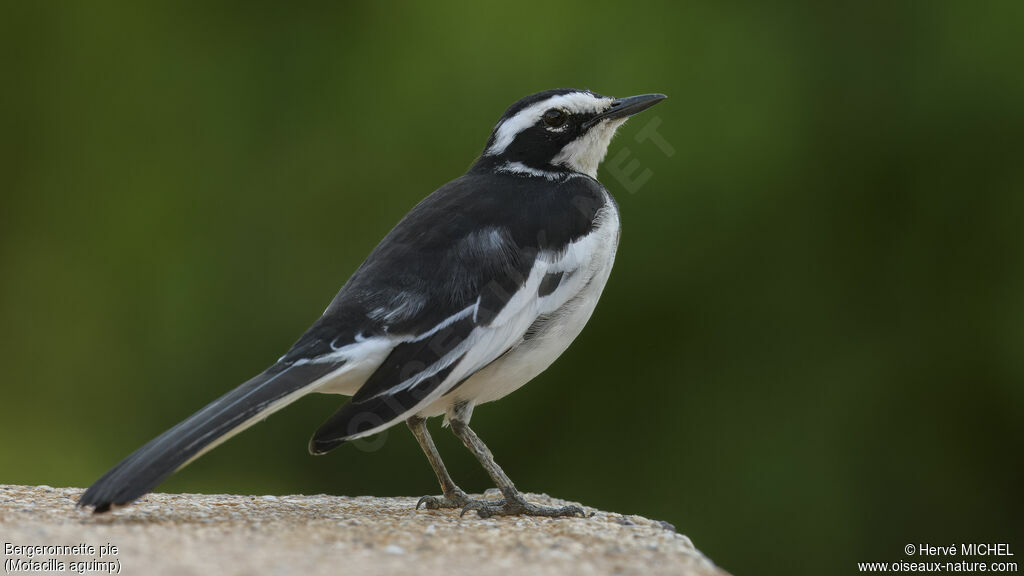 African Pied Wagtail male adult breeding